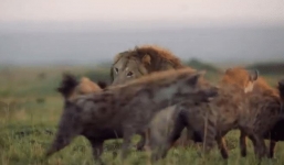 Lạc vào 'ma trận' của 20 con linh cẩu, sư tử đấu đến cạn kiệt sức lực: Phép màu đã xảy ra!
