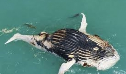 Video: Cá mập, cá sấu tranh nhau xâu xé xác cá voi khổng lồ