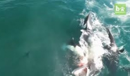 Video: Cận cảnh hung thần biển cả hạ gục con mồi chỉ trong nháy mắt