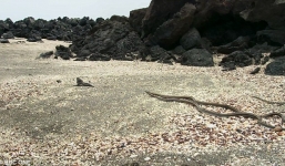 Video: Cự đà thoát chết khỏi bầy rắn kịch tính như phim hành động hút 13 triệu lượt xem