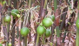 Xôn xao bức ảnh cây tre mọc quả chưa từng thấy