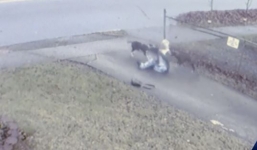 Cụ bà yếu ớt chống trả khi bị cả đàn chó dữ vây lại tấn công