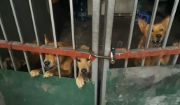 Bé trai 10 tuổi bị đàn chó 4 con lao ra tấn công cắn xé