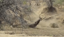 Bị sư tử trắng trợn cướp con mồi ngay trước miệng, cá sấu chỉ biết cong đuôi chạy