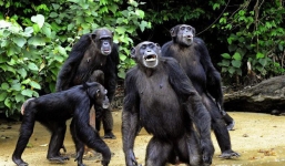 Video: Cận cảnh bầy tinh tinh sẵn sàng ăn thịt người nếu bị xâm phạm lãnh thổ