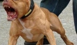 Kinh hãi: Chó Pitbull điên cuồng cắn người đi thể dục, kéo lê xuống mép nước