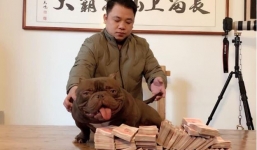 Đại gia Biên Hòa mang 2,6 tỉ đồng sang Trung Quốc mua bằng được chú chó yêu thích