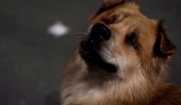 Điều kỳ diệu đã xuất hiện: Chú chó mù trở về bên anh đánh giày câm sau hơn nửa tháng mất tích