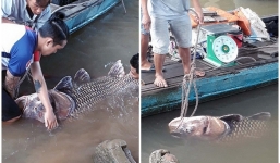 Ngư dân miền Tây bắt được cá hô vàng nặng 125 ký, bán hơn 300 triệu đồng