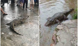 Thực hư thông tin cá sấu bò trên đường phố Đà Nẵng ngày lũ