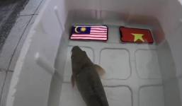 Bất ngờ với dự đoán Malaysia thắng Việt Nam ở chung kết AFF Cup 2018, cá 'tiên tri' nhận cái kết đắng