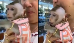 Dân mạng xuýt xoa ghen tị với chú khỉ 'quý tộc' đeo vàng từ đầu đến chân, chỉ thích ăn nho Mỹ