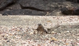 Hãi hùng cảnh tượng kỳ nhông bị bày rắn độc tấn công