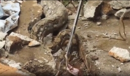 Hoảng hốt phát hiện thứ kinh hoàng trong bụng con trăn