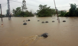 3 người chết thảm sau mưa lũ ở Bình Định