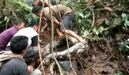 Bắt được trăn khổng lồ dài 8,2m đang quấn người hút triệu lượt xem