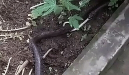 Ngược đời: Quá đói, hổ mang chúa nuốt ngấu nghiến nạn nhân từ phần đuôi