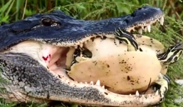 Sở hữu lực cắn lên tới 2,6 triệu kg/m2, cá sấu vẫn chịu thua trước con mồi nhỏ bé này
