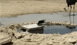 Quạ tung độc chiêu, giết bồ câu trong nháy mắt nhưng việc nó làm sau đó mới bất ngờ