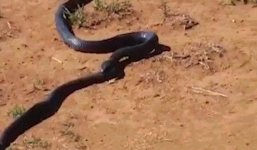 Video: Rùng mình cảnh rắn cắn phập răng vào đầu đồng loại, kéo lê đi ăn thịt
