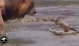 Video: Cả gan trộm thức ăn, linh cẩu bị bầy sư tử xé xác trong nháy mắt