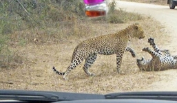 Video hot: Báo hoa mai bị đồng loại cắn vỡ sọ suộc chiến tàn khốc tranh chấp lãnh thổ