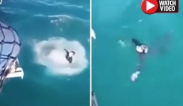 Video: Thanh niên bị cá mập đuổi theo khi nhảy xuống nước ăn mừng