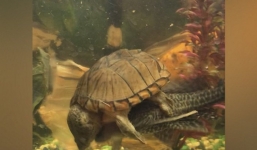 Cá phát cáu khi bị rùa cưỡi trên lưng dai như đỉa