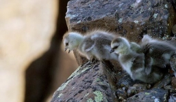 Ngỗng con quăng mình xuống vách đá: Sự thật đằng sau khiến nhiều người rơi nước mắt