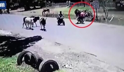 Đang băng qua đường, bò bất ngờ xông phi đạp người văng khỏi xe máy