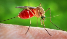 Chuyện gì thật sự xảy ra khi một con muỗi đốt người?