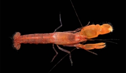 Cận cảnh cú bắn sát thủ với tốc độ 97km/h của tôm súng lục