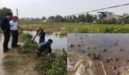 Thâu đêm thu gom 4 nghìn lít dầu tràn ra ruộng ở Thanh Hóa, tôm cá chết hàng loạt