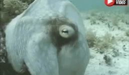 Bạch tuộc trổ tài biến hình nguỵ trang như sinh vật ngoài hành tinh