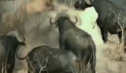 Clip: Sư tử đơn độc, bất lực bị đàn trâu rừng hung hãn bao vây giết chết