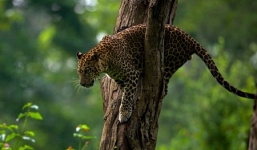 Hy hữu: Bé 3 tuổi bị báo vồ, tha đi ngay khi đang trong tay mẹ 