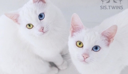 Mèo song sinh 2 màu mắt khiến cộng đồng mạng bấn loạn