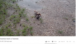 Màn giao chiến giữa ong và nhện có điều gì đặc biệt mà hút hơn 10 triệu lượt xem?