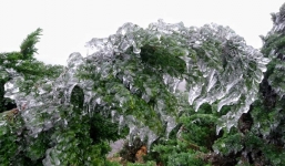 Mẫu Sơn âm 0,5 độ, băng tuyết phủ kín cây