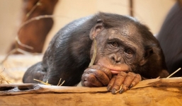 Quấy rối tình dục một con khỉ, người phụ nữ lãnh 3 năm tù