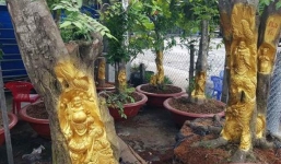 Đại gia cây cảnh Toàn 'đô la' nói về thú chơi dát vàng lên thân cây đang sống 