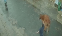 Cô gái xinh đẹp bị bò đạp ngã xuống đường trong lúc đùa giỡn