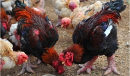 Cận Tết Nguyên đán, đại gia Việt săn đón gà Đông Tảo giá chục triệu làm quà