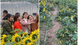 Cánh đồng hướng dương ở Quảng Bình sau khai trương vài ngày đã tan hoang tơi tả