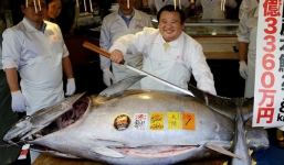 Chiêm ngưỡng con cá ngừ vây xanh khủng giá hơn 71 tỷ đồng