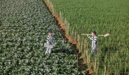 Cặp đôi mặc áo phạm nhân chụp ảnh để đời, không ngờ nhận lại cả rổ gạch đá