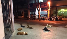 Khoảnh khắc 6 chú chó chạy theo xe cứu thương đợi chủ ở bệnh viện hút triệu lượt xem