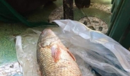 Bắt được cá lạ 5kg ở Quảng Ngãi nghi cá sủ vàng, trả 150 triệu chưa bán