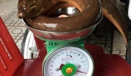 Người dân bất ngờ bắt được lươn khủng nặng 1,6kg