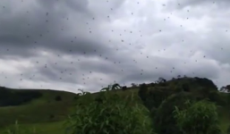 Hiện tượng mưa nhện ở Brazil khiến người dân hoảng hồn